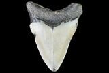 Fossil Megalodon Tooth - North Carolina #109009-2